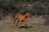 VIZSLA poil court 064